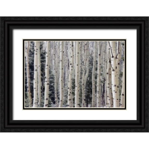 Paulson, Don 24x17 Black Ornate Wood Framed with Double Matting Museum Art Print Titled - USA, Utah Aspen trees in Hells Backbone area