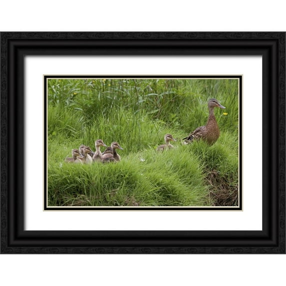 Paulson, Don 24x17 Black Ornate Wood Framed with Double Matting Museum Art Print Titled - USA, Washington, Seabeck Mother duck with babies