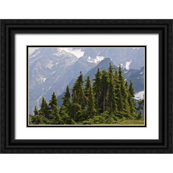Paulson, Don 24x17 Black Ornate Wood Framed with Double Matting Museum Art Print Titled - WA, North Cascades NP Mountain hemlock trees