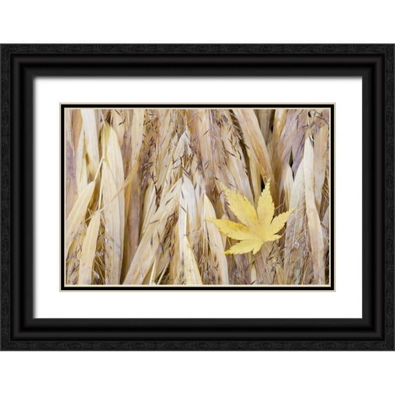 Paulson, Don 24x17 Black Ornate Wood Framed with Double Matting Museum Art Print Titled - WA, Seabeck Maple leaf on Japanese forest grass