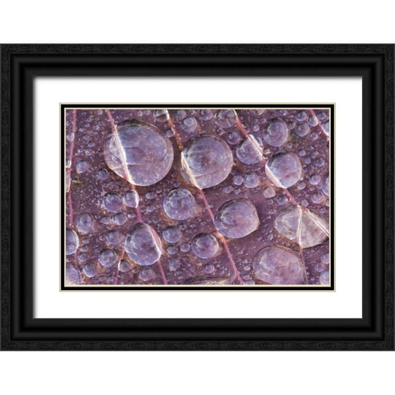 Paulson, Don 24x17 Black Ornate Wood Framed with Double Matting Museum Art Print Titled - Washington, Seabeck Detail of dew on a leaf