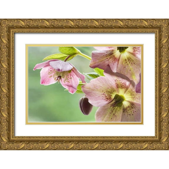Paulson, Don 24x17 Gold Ornate Wood Framed with Double Matting Museum Art Print Titled - Close-up of hellebore flowers and bud