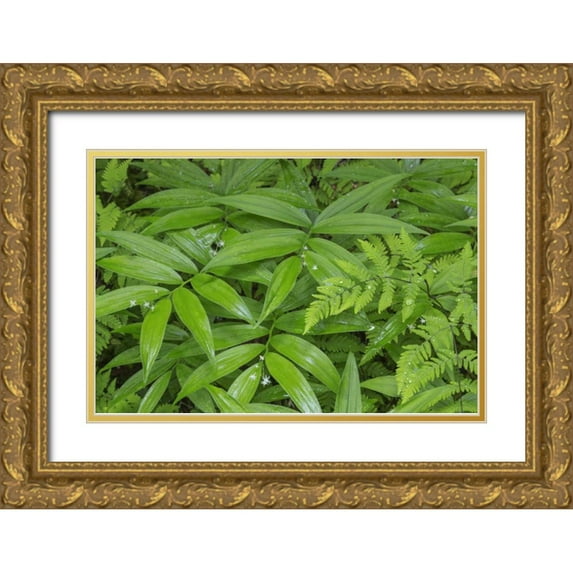 Paulson, Don 24x17 Gold Ornate Wood Framed with Double Matting Museum Art Print Titled - WA, Olympic NP Star-flowered false Solomons seal