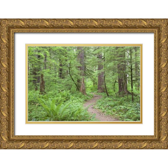 Paulson, Don 24x17 Gold Ornate Wood Framed with Double Matting Museum Art Print Titled - Washington, Olympic NF Trail through the forest
