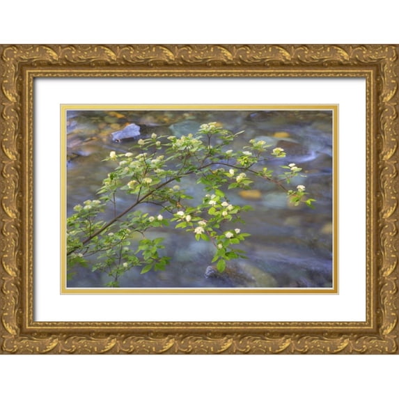 Paulson, Don 24x17 Gold Ornate Wood Framed with Double Matting Museum Art Print Titled - Washington Red osier dogwood over Teanaway River