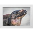 thumbnail image 1 of Paulson, Don 24x17 White Modern Wood Framed Museum Art Print Titled - Bahamas, Exuma Island Iguana on beach, 1 of 4