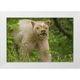 thumbnail image 1 of Paulson, Don 24x17 White Modern Wood Framed Museum Art Print Titled - Canada, BC, Princess Royal Is Spirit bear mask, 1 of 4