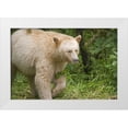 thumbnail image 1 of Paulson, Don 24x17 White Modern Wood Framed Museum Art Print Titled - Canada, BC, Princess Royal Island Spirit Bear, 1 of 4
