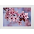 thumbnail image 1 of Paulson, Don 24x17 White Modern Wood Framed Museum Art Print Titled - Close-up of cherry blossoms or sakura, 1 of 4