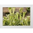 thumbnail image 1 of Paulson, Don 24x17 White Modern Wood Framed Museum Art Print Titled - Detail of raindrops on lichen, 1 of 4