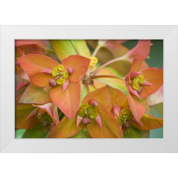 Paulson, Don 24x17 White Modern Wood Framed Museum Art Print Titled - Griffiths spurge flowers close-up