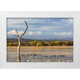 thumbnail image 1 of Paulson, Don 24x17 White Modern Wood Framed Museum Art Print Titled - New Mexico Canada and snow geese in water, 1 of 4