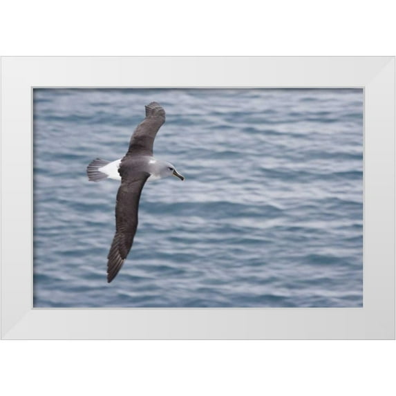 Paulson, Don 24x17 White Modern Wood Framed Museum Art Print Titled - South Georgia Island Gray-headed albatross