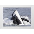 thumbnail image 1 of Paulson, Don 24x17 White Modern Wood Framed Museum Art Print Titled - USA, Alaska Orca whale breaching, 1 of 4