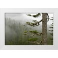 thumbnail image 1 of Paulson, Don 24x17 White Modern Wood Framed Museum Art Print Titled - USA, Washington, Mount Rainier NP Tree in fog, 1 of 4