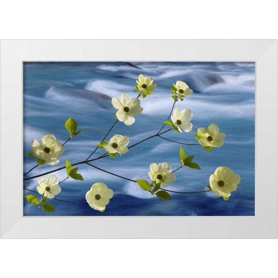Paulson, Don 24x17 White Modern Wood Framed Museum Art Print Titled - WA, Hood Canal Pacific dogwood blossoms