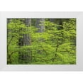 thumbnail image 1 of Paulson, Don 24x17 White Modern Wood Framed Museum Art Print Titled - WA, Olympic NP Vine maple and Douglas fir trees, 1 of 4