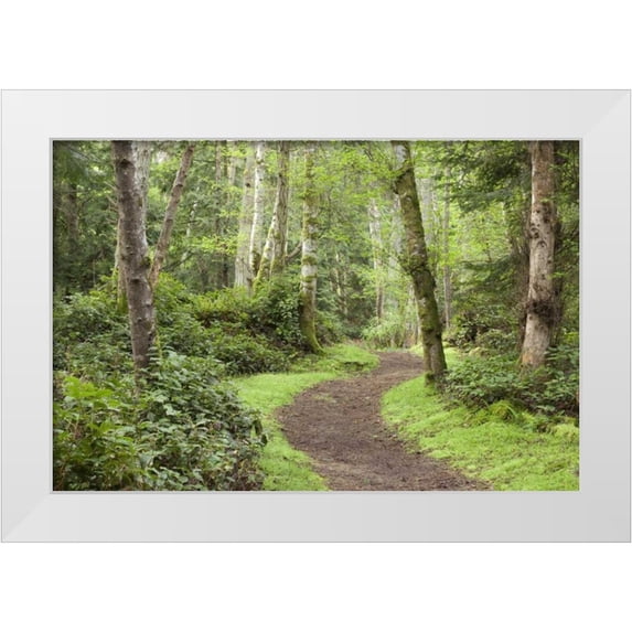 Paulson, Don 24x17 White Modern Wood Framed Museum Art Print Titled - WA, San Juans, Stuart Island Trail through woods