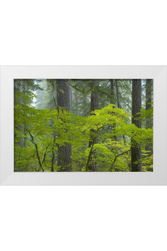 Paulson, Don 24x17 White Modern Wood Framed Museum Art Print Titled - Washington, Mount Rainier NP Ohanapecosh Park