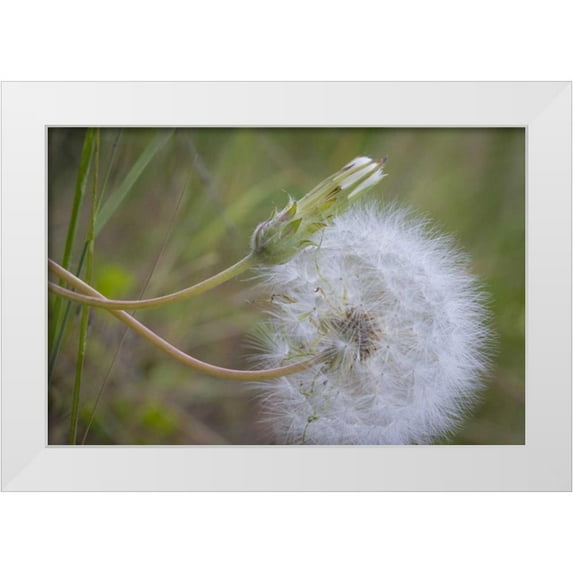 Paulson, Don 24x17 White Modern Wood Framed Museum Art Print Titled - Washington State, Wenatchee NF Salsify seed head
