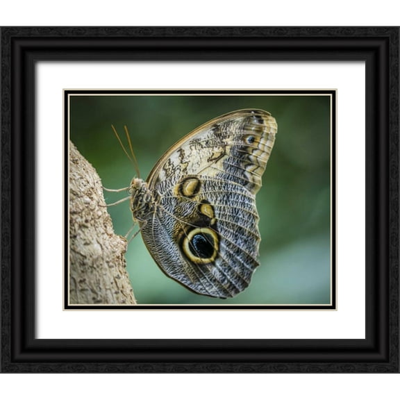 Paulson, Don 24x20 Black Ornate Wood Framed with Double Matting Museum Art Print Titled - Washington State, Seattle Owl butterfly
