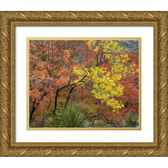 Paulson, Don 24x20 Gold Ornate Wood Framed with Double Matting Museum Art Print Titled - TX, Guadalupe Mts NP Bigtooth maples in fall