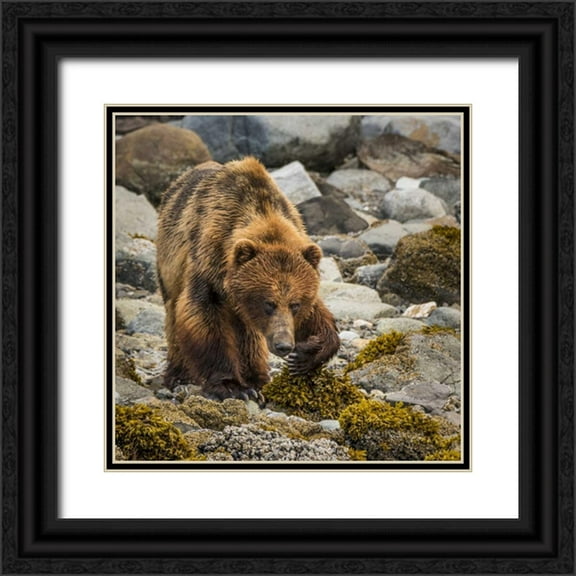 Paulson, Don 26x26 Black Ornate Wood Framed with Double Matting Museum Art Print Titled - USA, Alaska, Glacier Bay NP Brown bear on beach