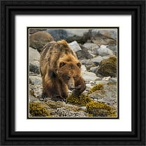 Paulson, Don 26x26 Black Ornate Wood Framed with Double Matting Museum Art Print Titled - USA, Alaska, Glacier Bay NP Brown bear on beach