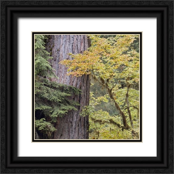 Paulson, Don 26x26 Black Ornate Wood Framed with Double Matting Museum Art Print Titled - USA, Washington, Quinault Forest scenic