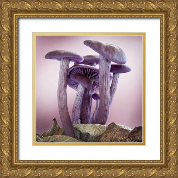 Paulson, Don 26x26 Gold Ornate Wood Framed with Double Matting Museum Art Print Titled - Washington, Seabeck Group of mushrooms