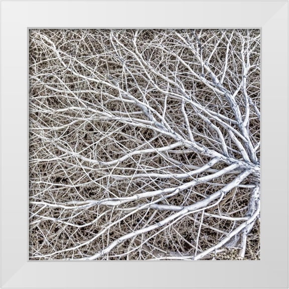 Paulson, Don 26x26 White Modern Wood Framed Museum Art Print Titled - Utah, Glen Canyon NRA Close-up of tumble weed