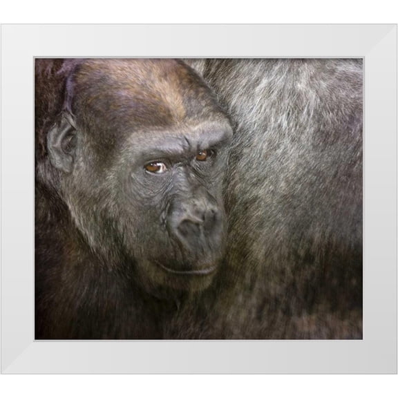Paulson, Don 30x26 White Modern Wood Framed Museum Art Print Titled - USA,Washington,Seattle Close-up of a gorilla