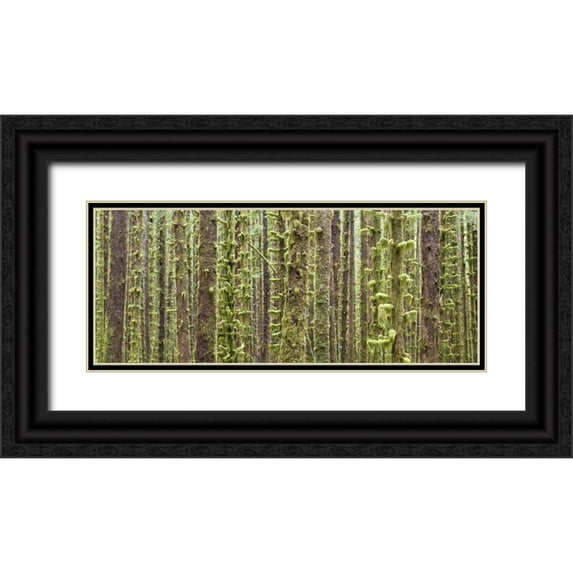 Paulson, Don 32x15 Black Ornate Wood Framed with Double Matting Museum Art Print Titled - WA, Olympic NP Trees in Hoh River Rainforest