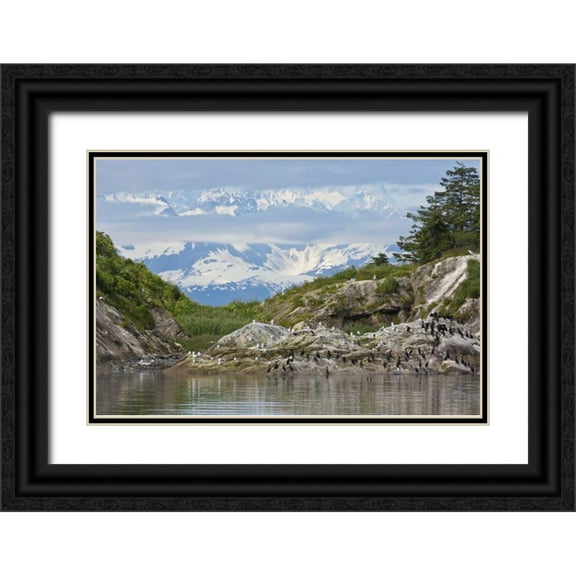 Paulson, Don 32x23 Black Ornate Wood Framed with Double Matting Museum Art Print Titled - AK, Glacier Bay NP Cormorants on rocks