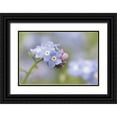 thumbnail image 1 of Paulson, Don 32x23 Black Ornate Wood Framed with Double Matting Museum Art Print Titled - Close-up of forget-me-not in a garden, 1 of 4