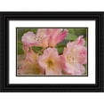 thumbnail image 1 of Paulson, Don 32x23 Black Ornate Wood Framed with Double Matting Museum Art Print Titled - Close-up of pink rhododendron blossoms, 1 of 4