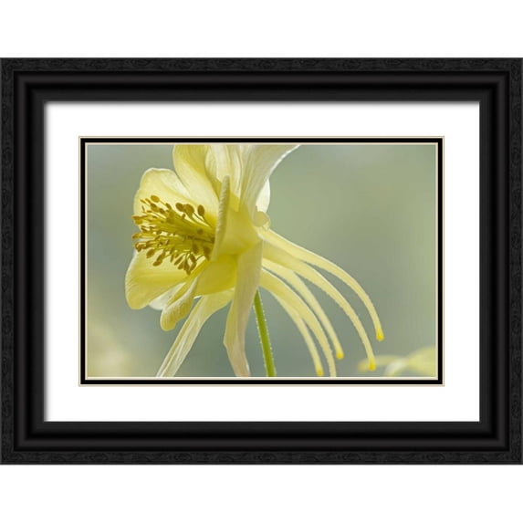 Paulson, Don 32x23 Black Ornate Wood Framed with Double Matting Museum Art Print Titled - Close-up of yellow columbine flower