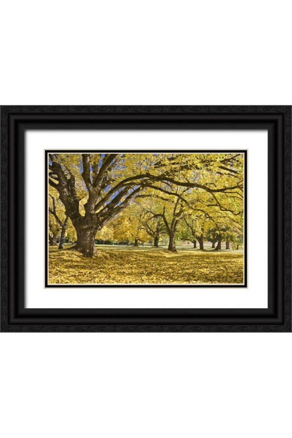 Paulson, Don 32x23 Black Ornate Wood Framed with Double Matting Museum Art Print Titled - Oregon, Joseph H Stewart Walnut trees in autumn