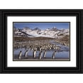 thumbnail image 1 of Paulson, Don 32x23 Black Ornate Wood Framed with Double Matting Museum Art Print Titled - South Georgia Island, King penguin colony, 1 of 4
