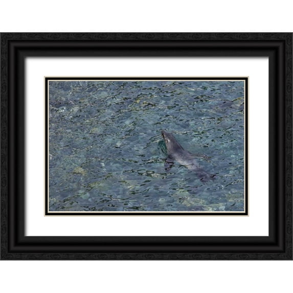 Paulson, Don 32x23 Black Ornate Wood Framed with Double Matting Museum Art Print Titled - South Georgia Island Southern fur seal swimming