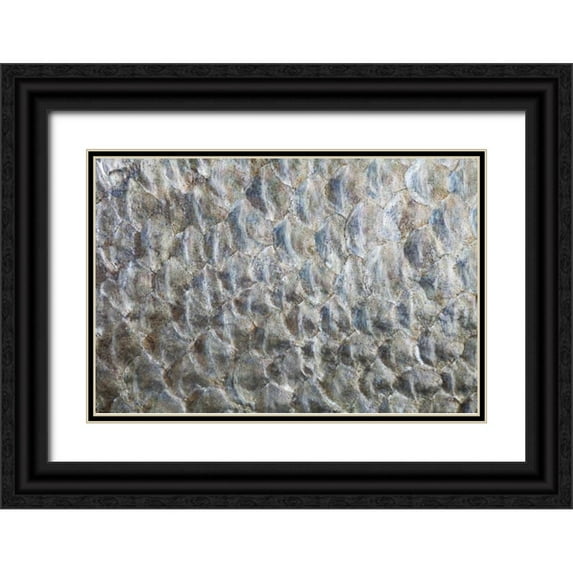 Paulson, Don 32x23 Black Ornate Wood Framed with Double Matting Museum Art Print Titled - USA, Washington Detail abstract of fish scales