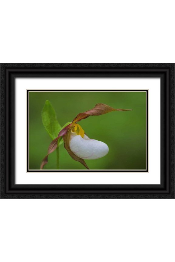 Paulson, Don 32x23 Black Ornate Wood Framed with Double Matting Museum Art Print Titled - WA, Kamiak Butte County Park Lady slipper orchid