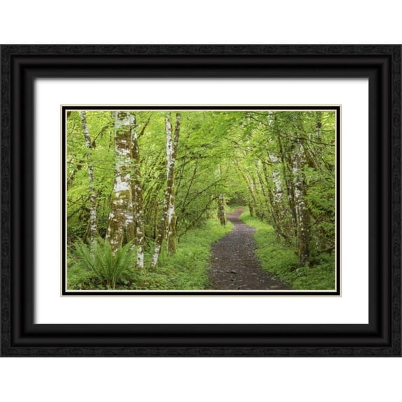 Paulson, Don 32x23 Black Ornate Wood Framed with Double Matting Museum Art Print Titled - Washington, Olympic NP Trail through a forest