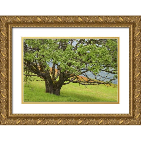 Paulson, Don 32x23 Gold Ornate Wood Framed with Double Matting Museum Art Print Titled - California, Redwood NP Oak tree in alpine meadow