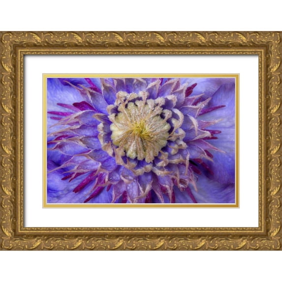 Paulson, Don 32x23 Gold Ornate Wood Framed with Double Matting Museum Art Print Titled - Close-up of clematis blossom