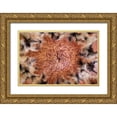 thumbnail image 1 of Paulson, Don 32x23 Gold Ornate Wood Framed with Double Matting Museum Art Print Titled - USA, Arizona, Tucson Close-up of a Protea bloom, 1 of 4