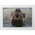 thumbnail image 1 of Paulson, Don 32x23 White Modern Wood Framed Museum Art Print Titled - Alaska, Glacier Bay NP Stellar sea lion in water, 1 of 4