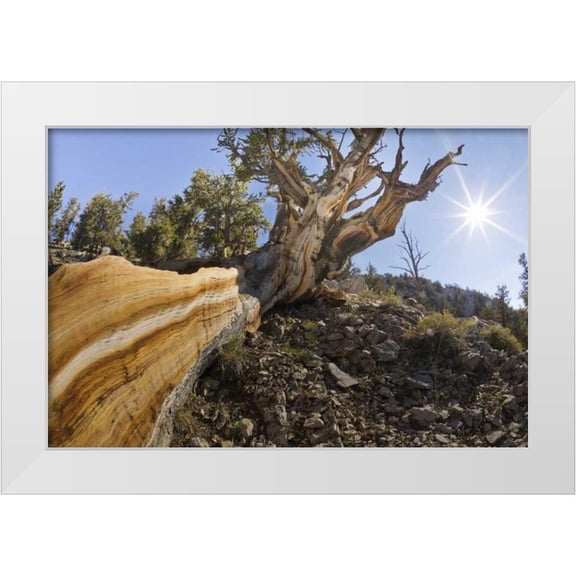 Paulson, Don 32x23 White Modern Wood Framed Museum Art Print Titled - CA, Inyo NF Bristlecone pine tree in Pine Forest