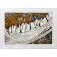 thumbnail image 1 of Paulson, Don 32x23 White Modern Wood Framed Museum Art Print Titled - MT Weathered jaw bone of deer and lichen on rock, 1 of 4