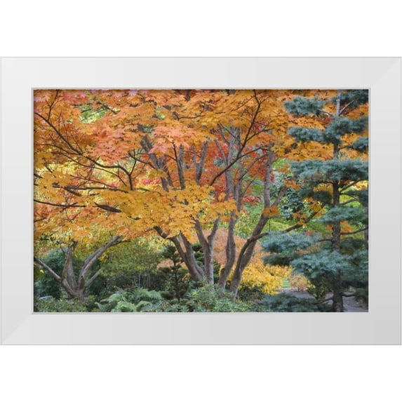 Paulson, Don 32x23 White Modern Wood Framed Museum Art Print Titled - Oregon, Ashland Lithia Park trees in a Garden